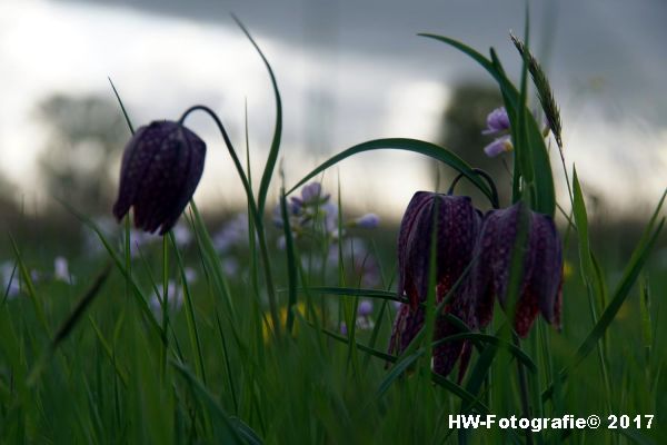 Henry-Wallinga©-Kievitsbloem-Hasselt-17