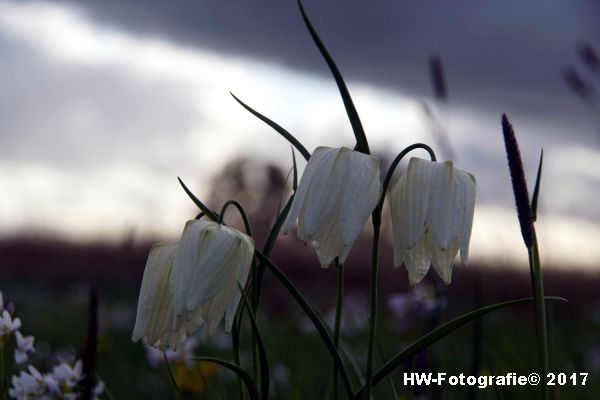 Henry-Wallinga©-Kievitsbloem-Hasselt-18