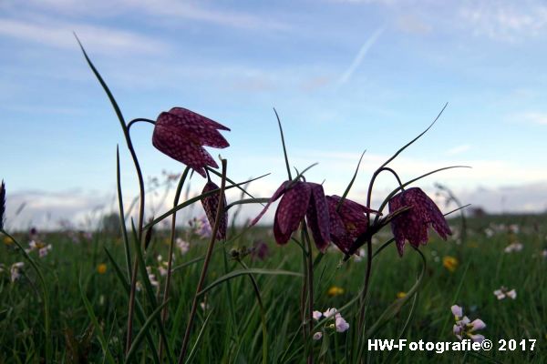 Henry-Wallinga©-Kievitsbloem-Hasselt-19