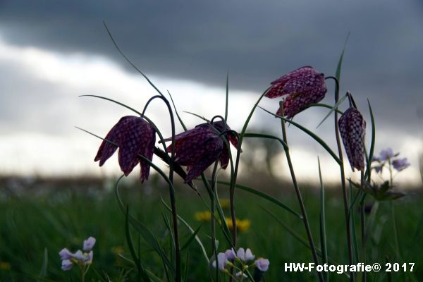 Henry-Wallinga©-Kievitsbloem-Hasselt-20