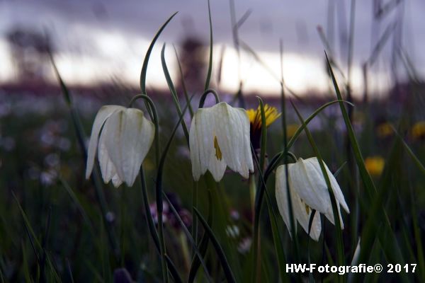 Henry-Wallinga©-Kievitsbloem-Hasselt-21