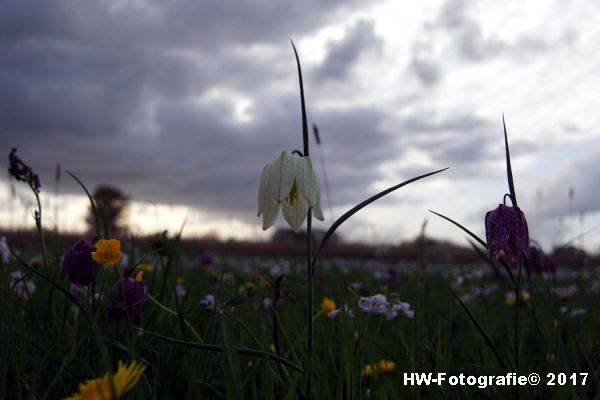 Henry-Wallinga©-Kievitsbloem-Hasselt-22