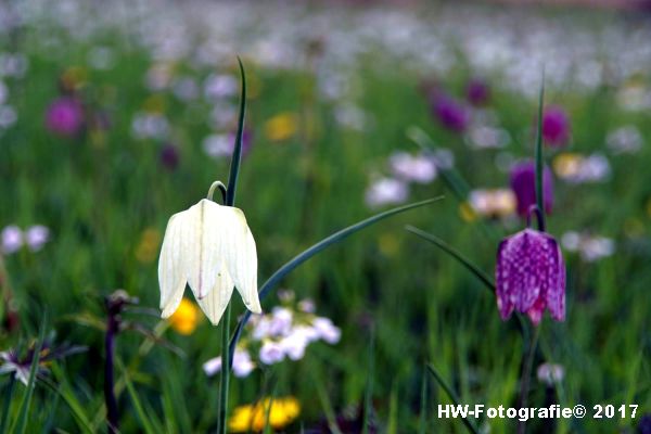 Henry-Wallinga©-Kievitsbloem-Hasselt-23