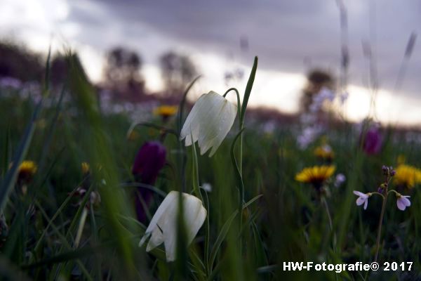 Henry-Wallinga©-Kievitsbloem-Hasselt-24