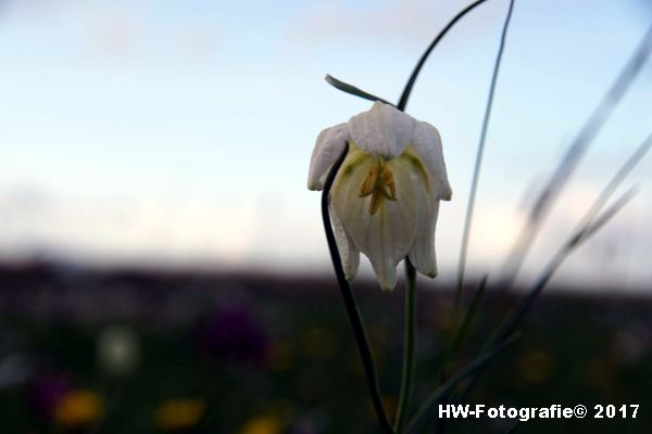 Henry-Wallinga©-Kievitsbloem-Hasselt-25