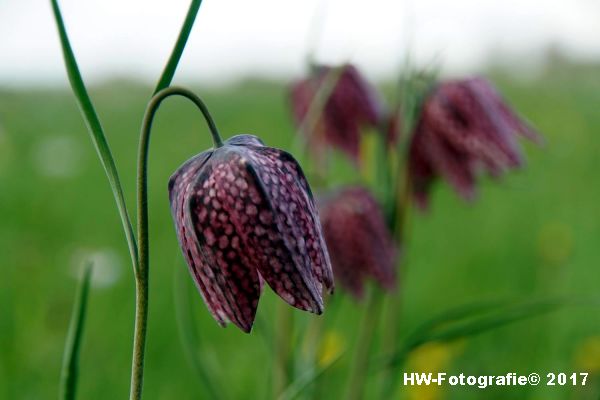 Henry-Wallinga©-Kievitsbloem-Hasselt-26