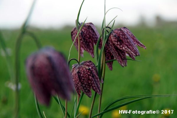 Henry-Wallinga©-Kievitsbloem-Hasselt-27