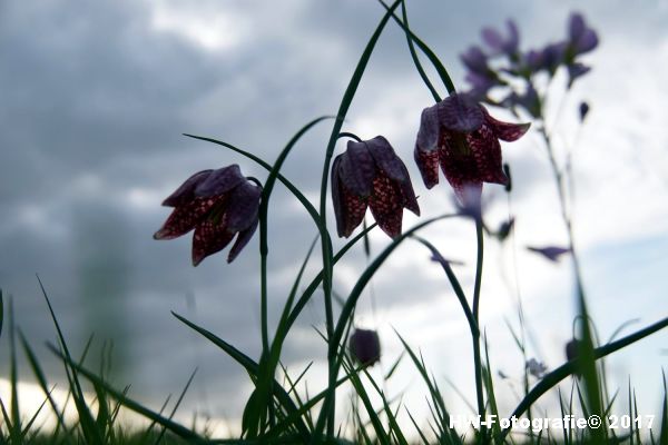 Henry-Wallinga©-Kievitsbloem-Hasselt-28