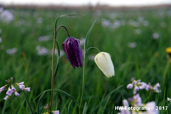 Henry-Wallinga©-Kievitsbloem-Hasselt-29