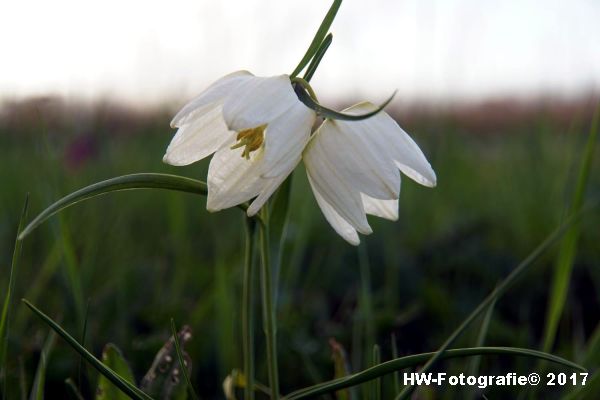 Henry-Wallinga©-Kievitsbloem-Hasselt-30