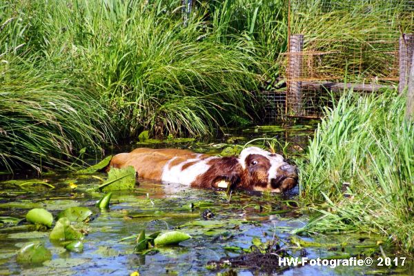 Henry-Wallinga©-Stier-Rechterensweg-Rouveen-01