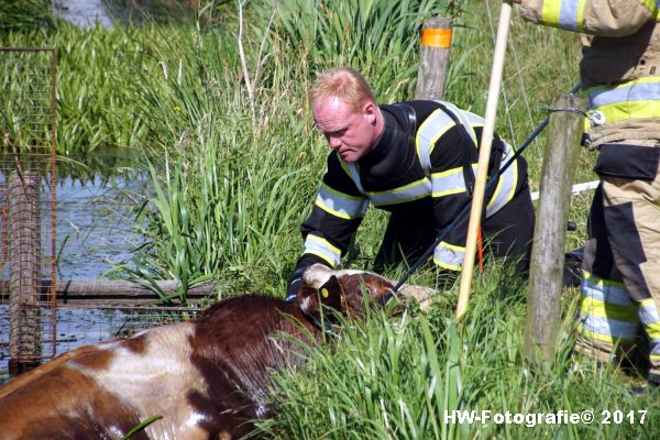 Henry-Wallinga©-Stier-Rechterensweg-Rouveen-05