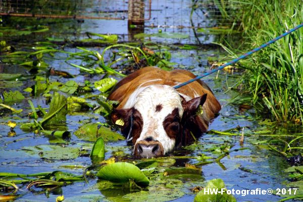 Henry-Wallinga©-Stier-Rechterensweg-Rouveen-06