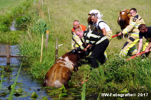 Henry-Wallinga©-Stier-Rechterensweg-Rouveen-09