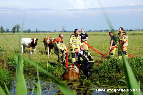 Henry-Wallinga©-Stier-Rechterensweg-Rouveen-10