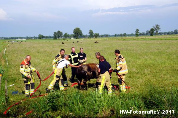 Henry-Wallinga©-Stier-Rechterensweg-Rouveen-12