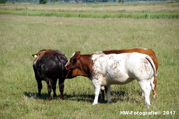 Henry-Wallinga©-Stier-Rechterensweg-Rouveen-13