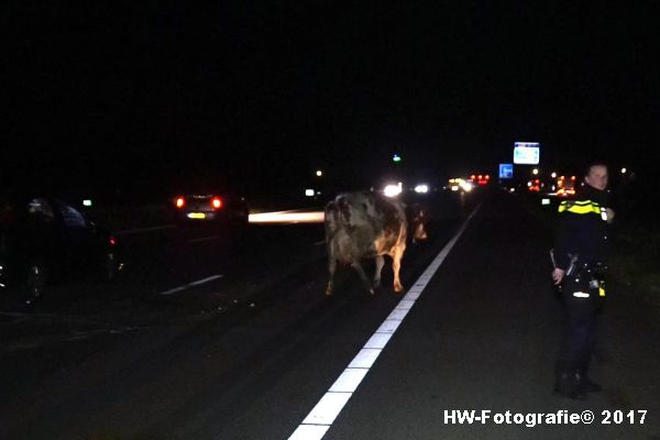 Henry-Wallinga©-Aanrijding-Auto-Koe-A28-Zwolle-01