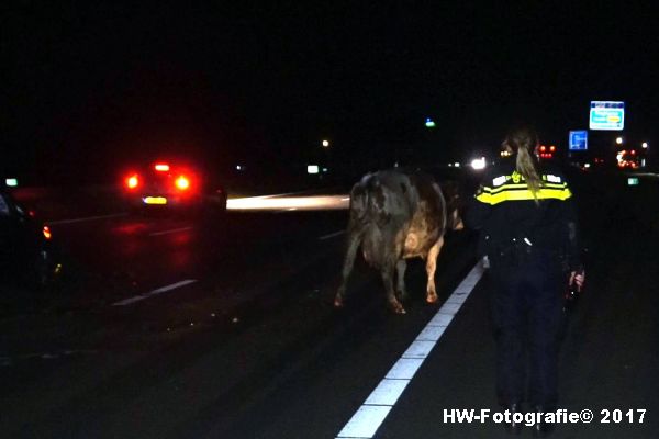 Henry-Wallinga©-Aanrijding-Auto-Koe-A28-Zwolle-02