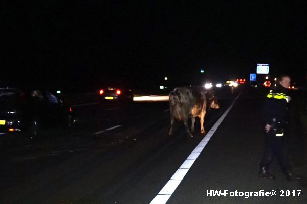 Henry-Wallinga©-Aanrijding-Auto-Koe-A28-Zwolle-03