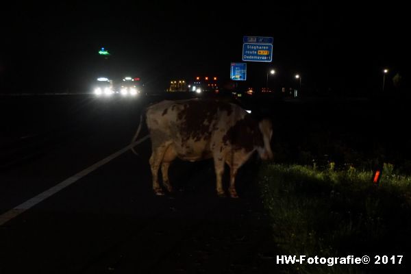 Henry-Wallinga©-Aanrijding-Auto-Koe-A28-Zwolle-04