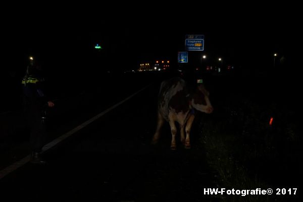 Henry-Wallinga©-Aanrijding-Auto-Koe-A28-Zwolle-05