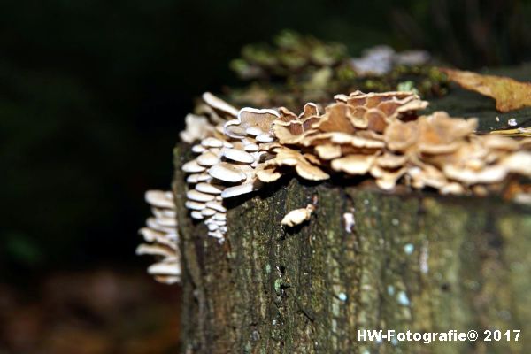 Henry-Wallinga©-Paddestoel-Herfst-2017-05