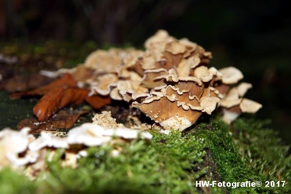 Henry-Wallinga©-Paddestoel-Herfst-2017-06