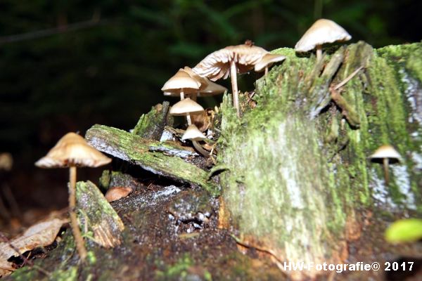 Henry-Wallinga©-Paddestoel-Herfst-2017-09