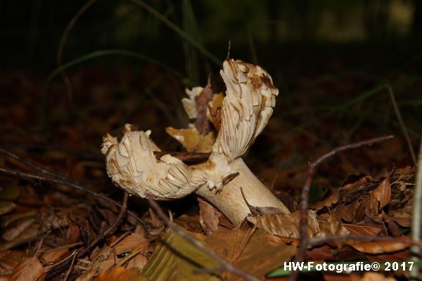 Henry-Wallinga©-Paddestoel-Herfst-2017-12