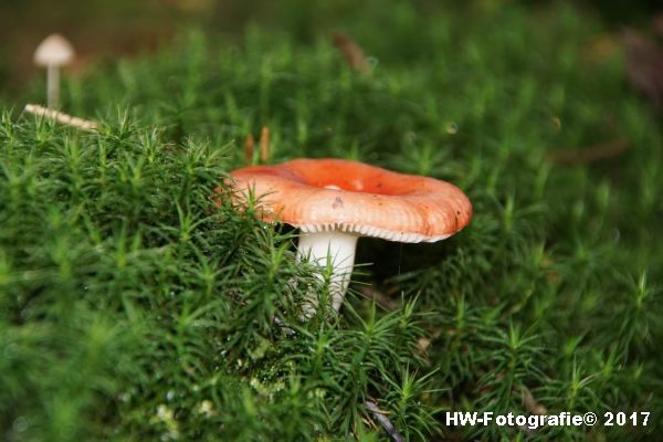 Henry-Wallinga©-Paddestoel-Herfst-2017-31