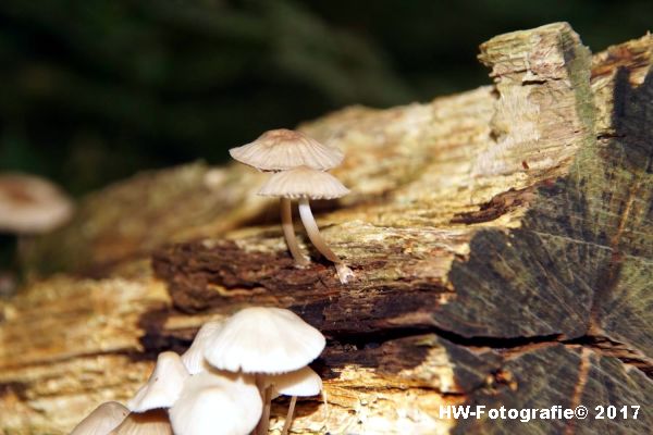 Henry-Wallinga©-Paddestoel-Herfst-2017-36