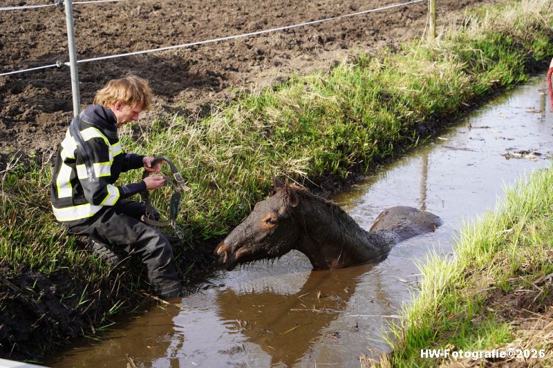 Henry-Wallinga©-Paard-Sloot-Conradsweg-Zwartsluis-03