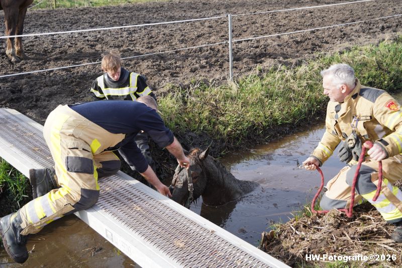 Henry-Wallinga©-Paard-Sloot-Conradsweg-Zwartsluis-05