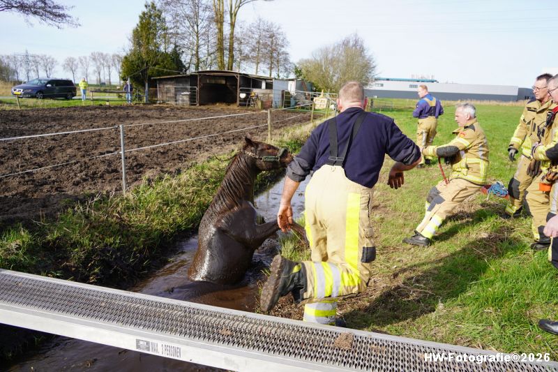 Henry-Wallinga©-Paard-Sloot-Conradsweg-Zwartsluis-06