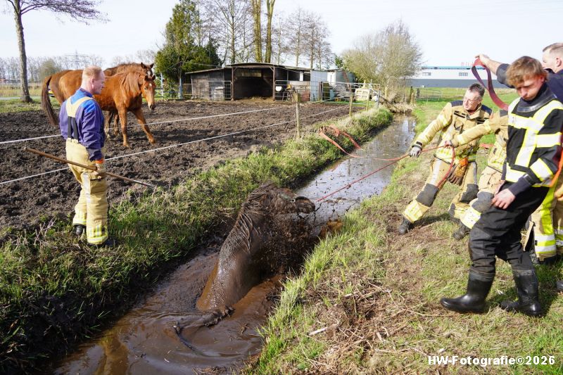 Henry-Wallinga©-Paard-Sloot-Conradsweg-Zwartsluis-07