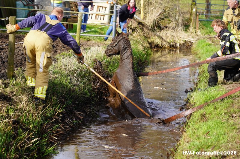 Henry-Wallinga©-Paard-Sloot-Conradsweg-Zwartsluis-08