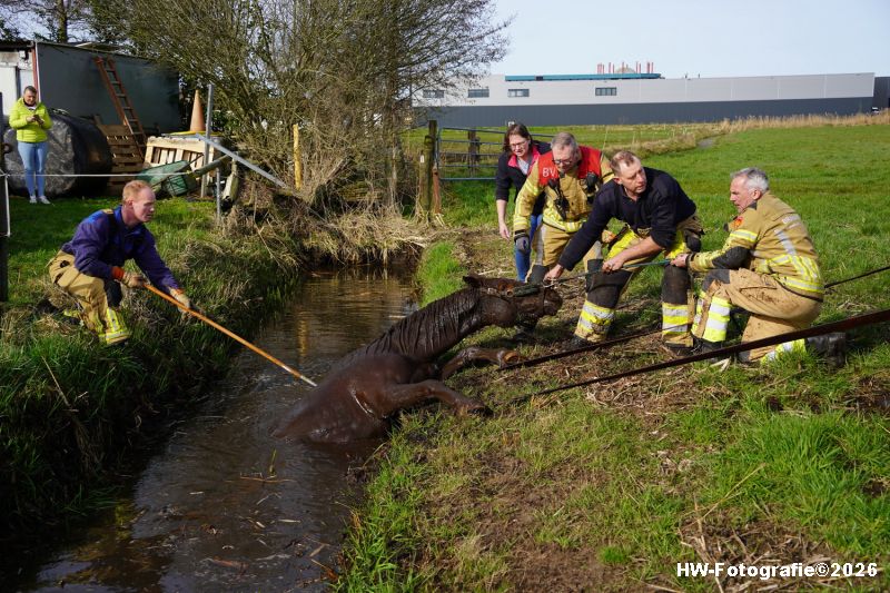 Henry-Wallinga©-Paard-Sloot-Conradsweg-Zwartsluis-10