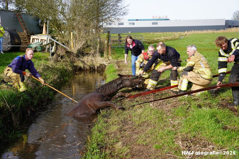 Henry-Wallinga©-Paard-Sloot-Conradsweg-Zwartsluis-11