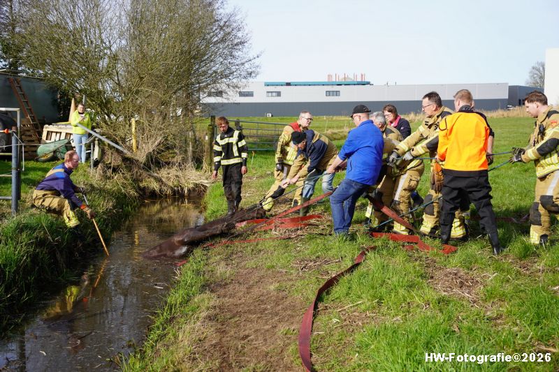 Henry-Wallinga©-Paard-Sloot-Conradsweg-Zwartsluis-13