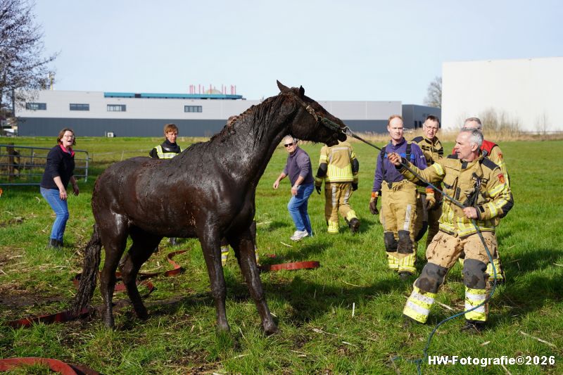 Henry-Wallinga©-Paard-Sloot-Conradsweg-Zwartsluis-17