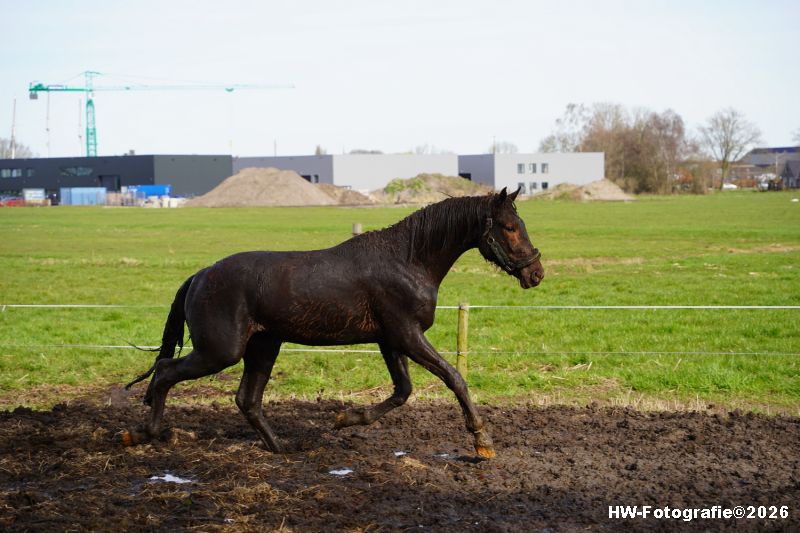 Henry-Wallinga©-Paard-Sloot-Conradsweg-Zwartsluis-19
