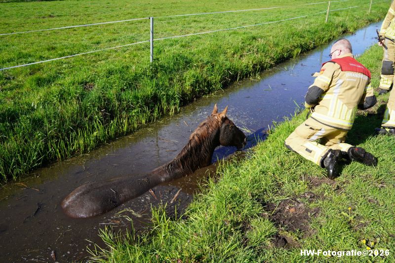 Henry-Wallinga©-Paard-Sloot-Conradsweg-Zwartsluis-2-01