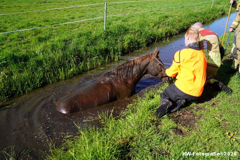 Henry-Wallinga©-Paard-Sloot-Conradsweg-Zwartsluis-2-02