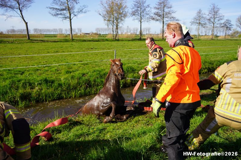 Henry-Wallinga©-Paard-Sloot-Conradsweg-Zwartsluis-2-03