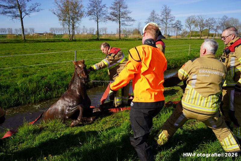 Henry-Wallinga©-Paard-Sloot-Conradsweg-Zwartsluis-2-04