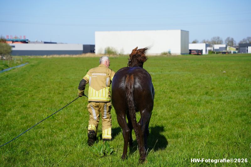 Henry-Wallinga©-Paard-Sloot-Conradsweg-Zwartsluis-2-06