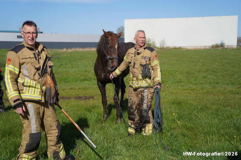 Henry-Wallinga©-Paard-Sloot-Conradsweg-Zwartsluis-2-08